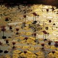 Bruno Baumann - Lotus Pond