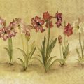 Cheri Blum - Summertime Amaryllis