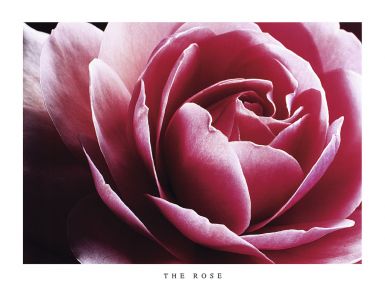 the-rose