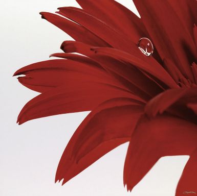 gerbera-rouge