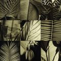 Caroline Kelly - Tropical Leaves I