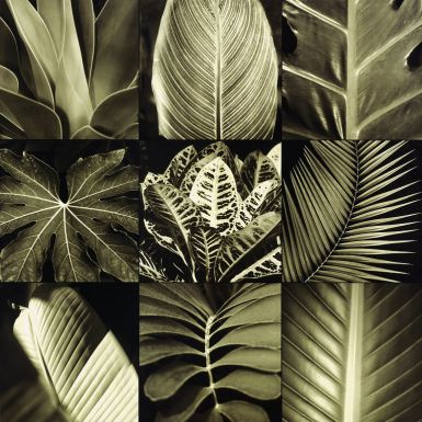 tropical-leaves-ii