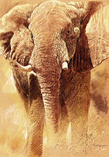 elefant-study