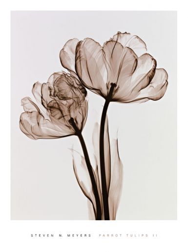 parrot-tulips-ii