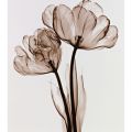 Steven N. Meyers - Parrot Tulips II