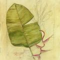 Avery Tillmon - Botanical Journal I