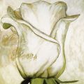 Heidi Gerstner - White Roses I