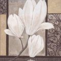 Claudia Ancilotti - White Magnolia