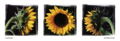 sunflower-collection