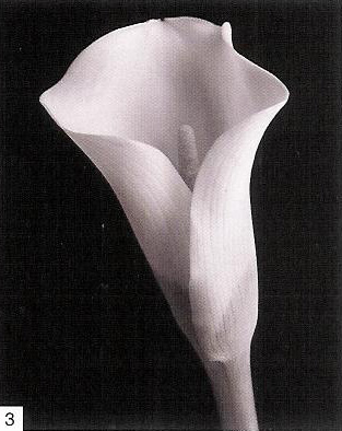 white-calla