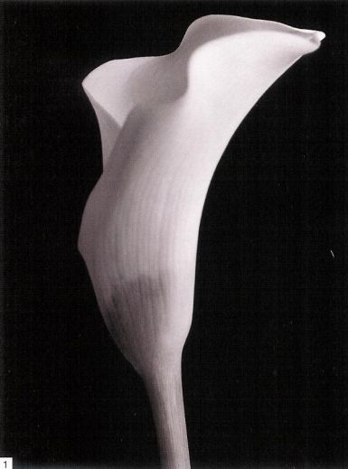 monochrome-calla