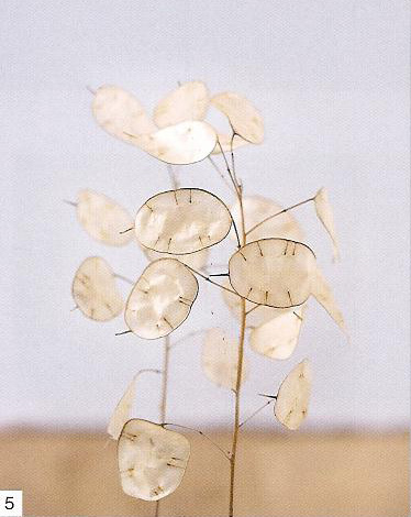 gorgeous-lunaria-iv