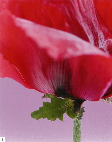 oriental-poppy-ii