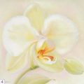 Annemarie Peter-Jaumann - Orchid Poetry